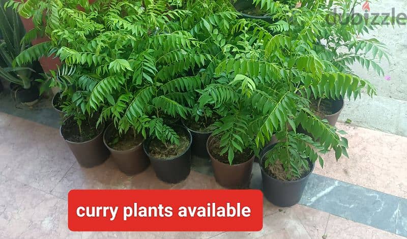 plants available 5