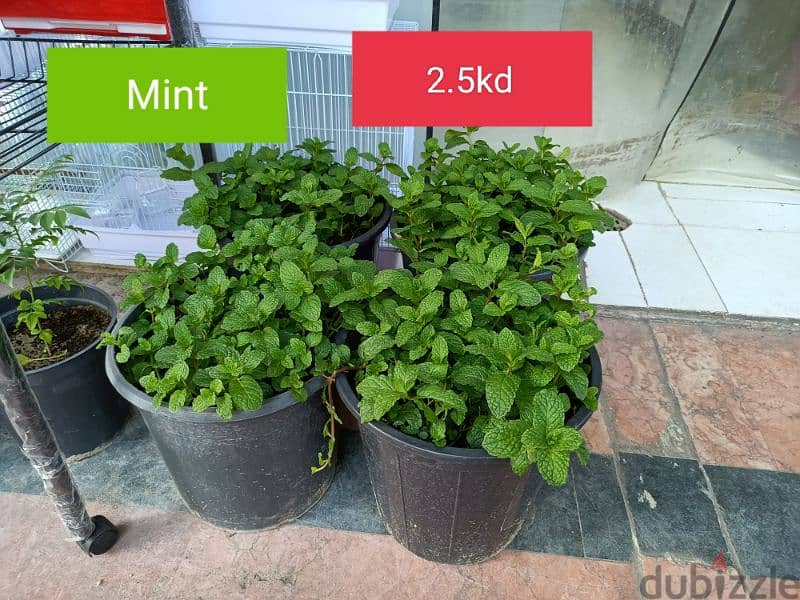 plants available 7