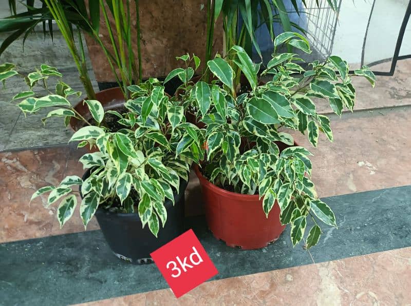 plants available 10