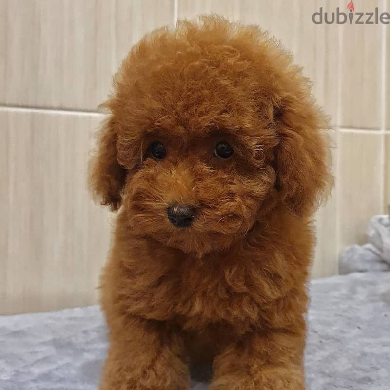 Toy Poodle 0