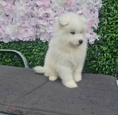 Samoyed Puppies Whatsapp me (+420 7978 90369)