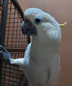 Umbrella Cockatoo parrot