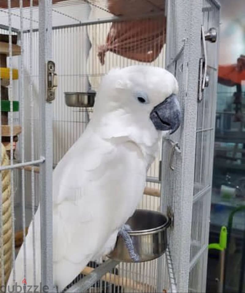 Umbrella Cockatoo parrot 1