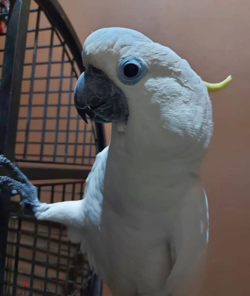 Umbrella Cockatoo parrot 2