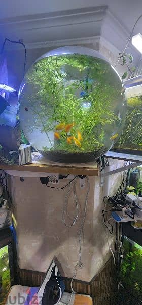 fish aquariums for sale