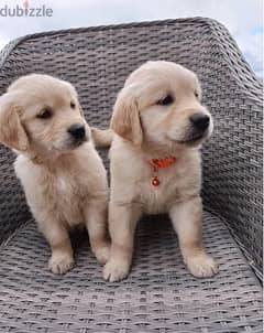 Whatsapp me (+372 5817 6491) Brown Golden Retriever Puppies 0
