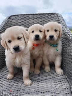 Whatsapp me (+372 5817 6491) Brown Golden Retriever Puppies 0