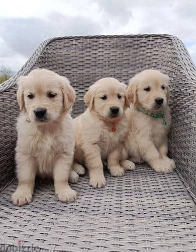 Whatsapp me (+372 5817 6491) Brown Golden Retriever Puppies 1