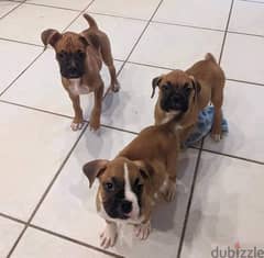 Boxer puppies for hot sale sale in al