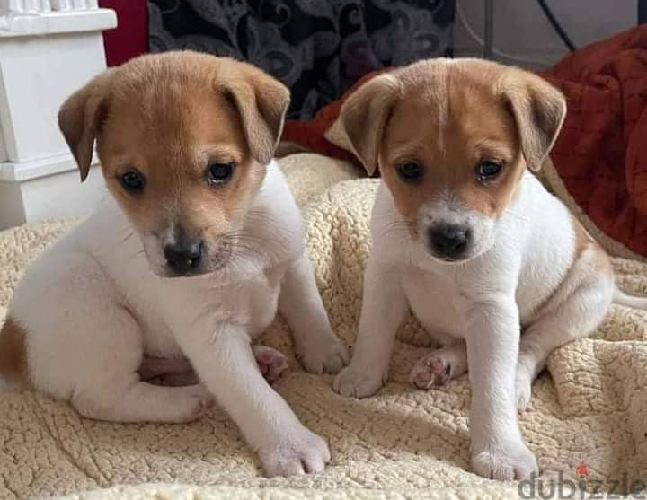 Jack a ranian sales puppies for sale