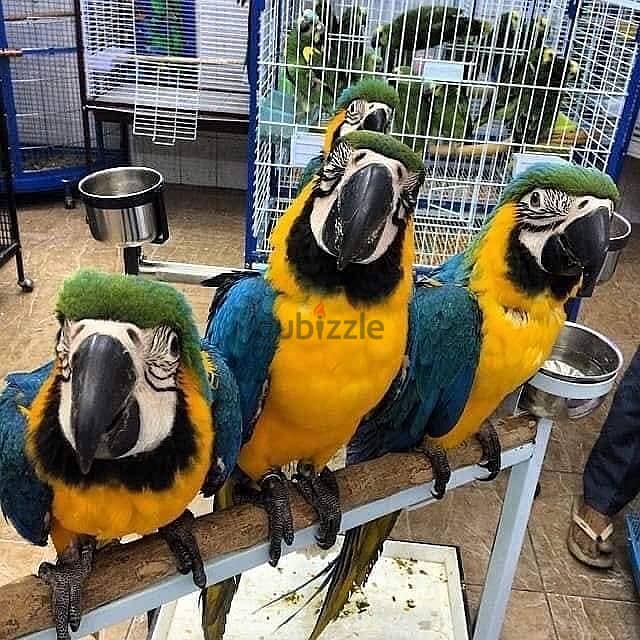 Mascaw Parrot for sell 1