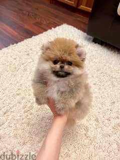 Cream Pomer,anian puppy for sale. . 0