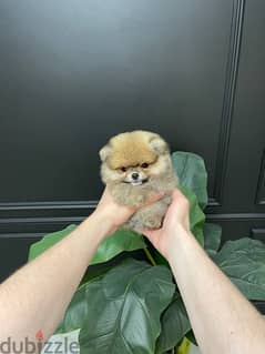 Pomeranian puppy for sale.