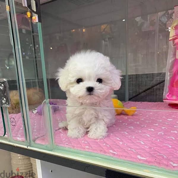 Bichon malt hot sale