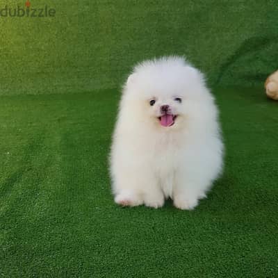 Rolly teacup puppies store prezzo