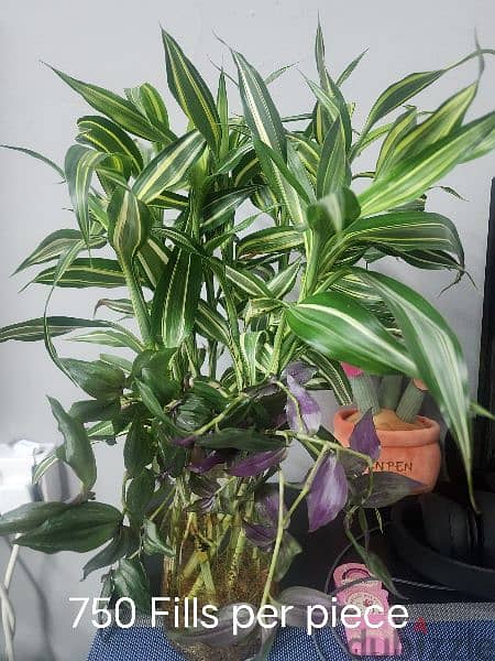 Plants for sale 1