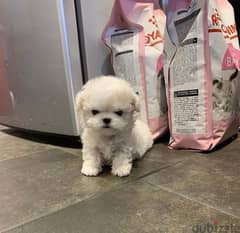 Tea,cup Poo,dle puppy for sale. WHATSAPP. +1 (484) 718‑9164‬ 0