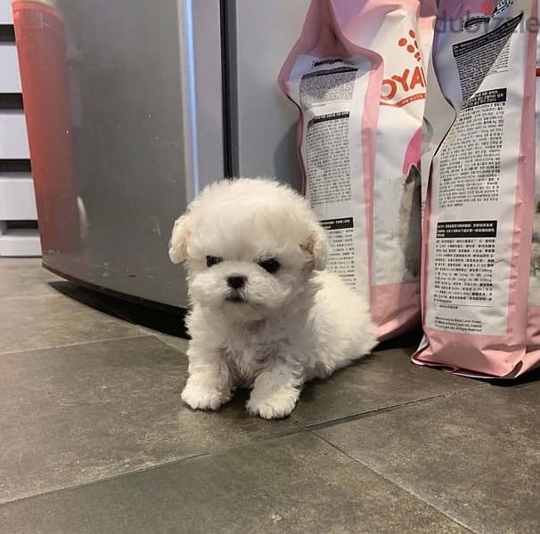 Tea,cup Poo,dle puppy for sale. WHATSAPP. +1 (484) 718‑9164‬ 1