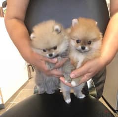 pomer,anian puppy’s for sale 0