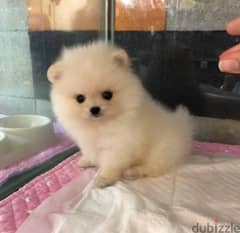 Pomer,anian puppy for sale