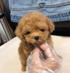Female Poo,dle puppy for sale