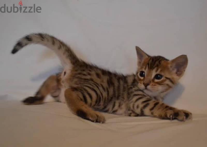 Bengal ca,ts for sale 0