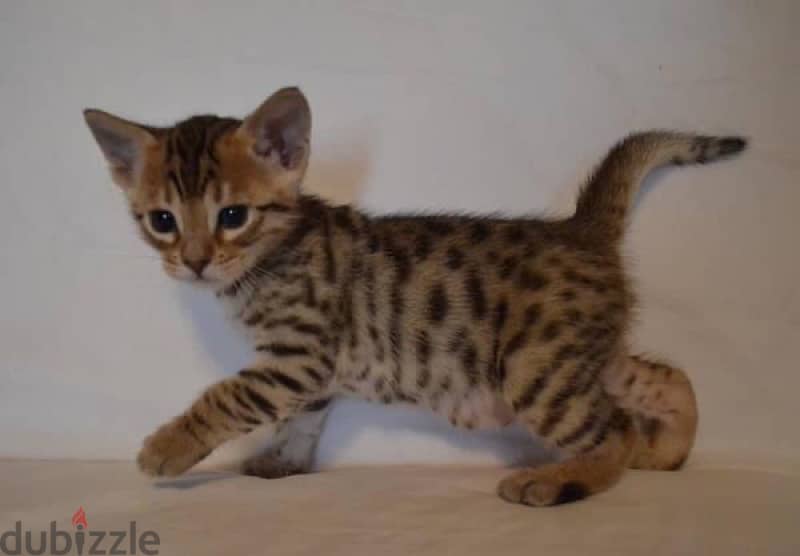 Bengal ca,ts for sale 1