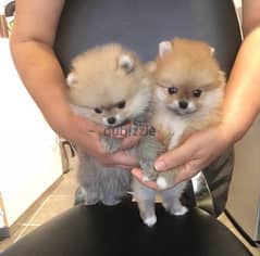 Trained Pomer,anian puppy’s for sale 0