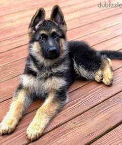 Male G-shepherd puppy for sale