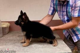 Male G-shepherd puppy for sale