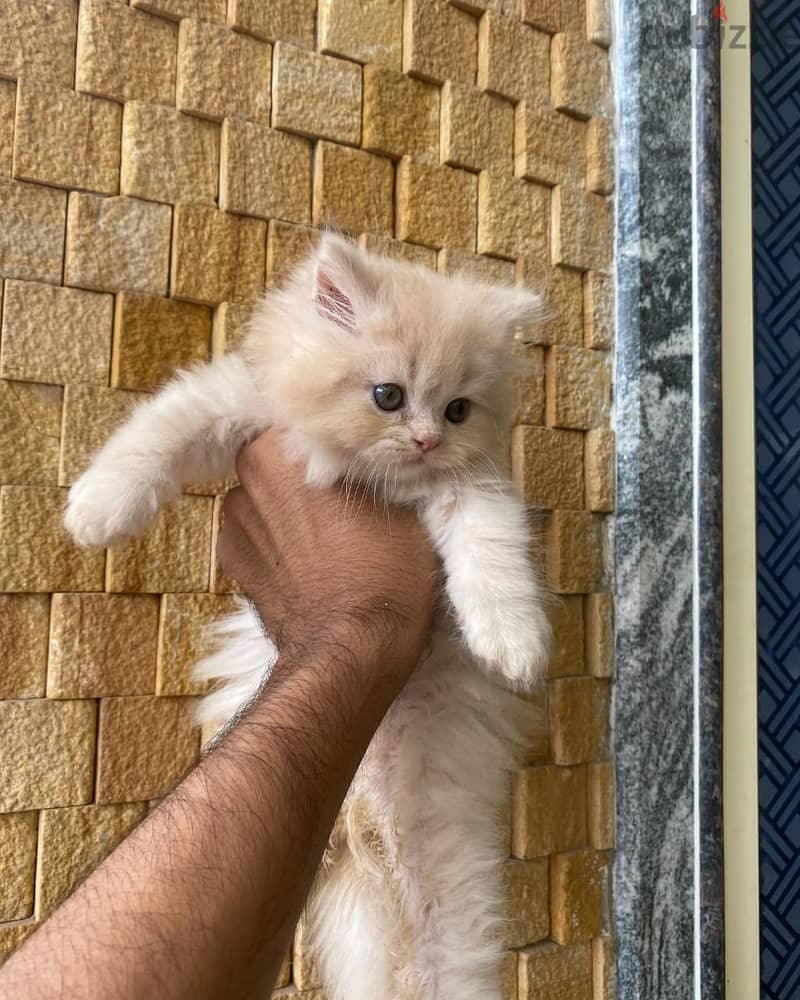 Persian Kitten 2