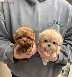 Poo,dle puppies for sale 0