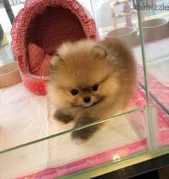 Male Pomer,anian puppy for sale