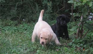 Whatsapp me (+46 7361 69177) Labrador Puppies