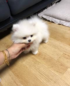 Female Pomer,anian puppy for sale