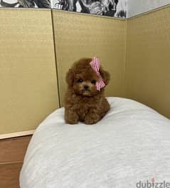 Tea,cup Poo,dle puppy for sale. WHATSAPP:‪ +1 (484),718‑9164‬
