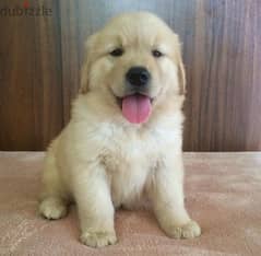 G-Retriever puppy for sale