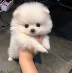 100% Pomer,anian puppy for sale. WhatsApp ‪+1,(909) 315,‑,3853
