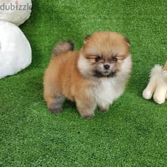 Pomer,anian puppy for sale 0