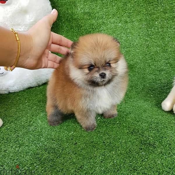 Pomer,anian puppy for sale 1