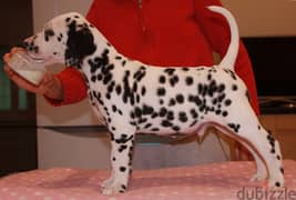 Whatsapp me (+46 7361 69177) Dalmatian Puppies