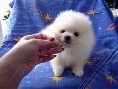 Pomerania,n puppy for sale 0