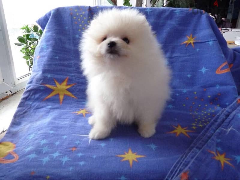 Pomerania,n puppy for sale 1