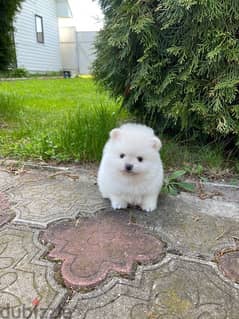 Tea,cup Pomer,anian puppy for sale
