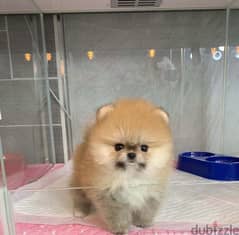 Trained Pomerania,n puppy for sale 0