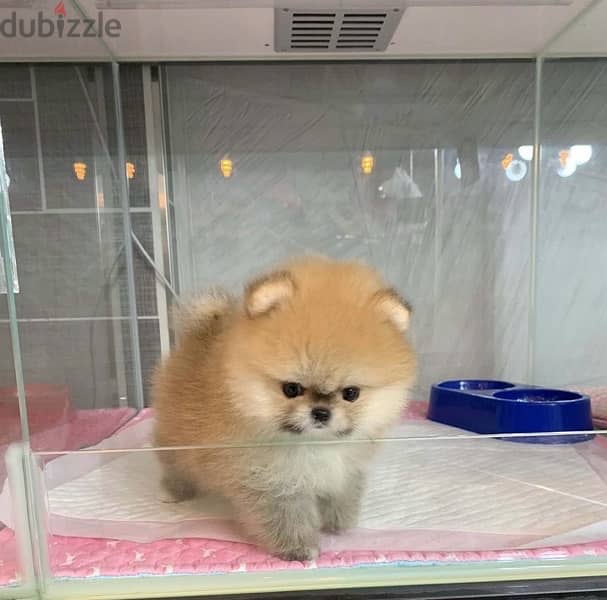 Trained Pomerania,n puppy for sale 1