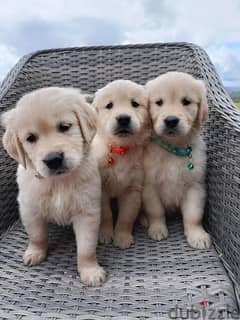 Whatsapp me (+372 5817 6491) Nice Golden Retriever Puppies 0
