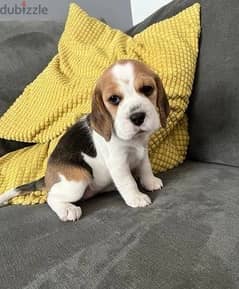 Beagle Puppies Whatsapp me (+372 5817 6491)