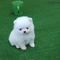 Whatsapp me (+372 5639 0026) Pome-ranian Puppies 0