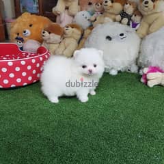 Whatsapp me (+372 5639 0026) Pom-eranian Puppies